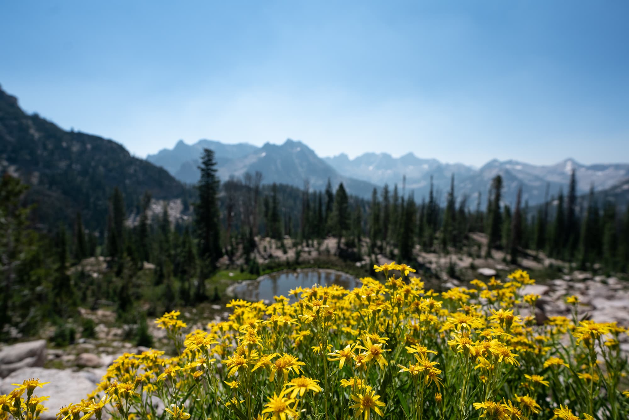 Yellow wildflowers near near Baron Lake in the Sawtooth Mountains Wilderness in Idaho