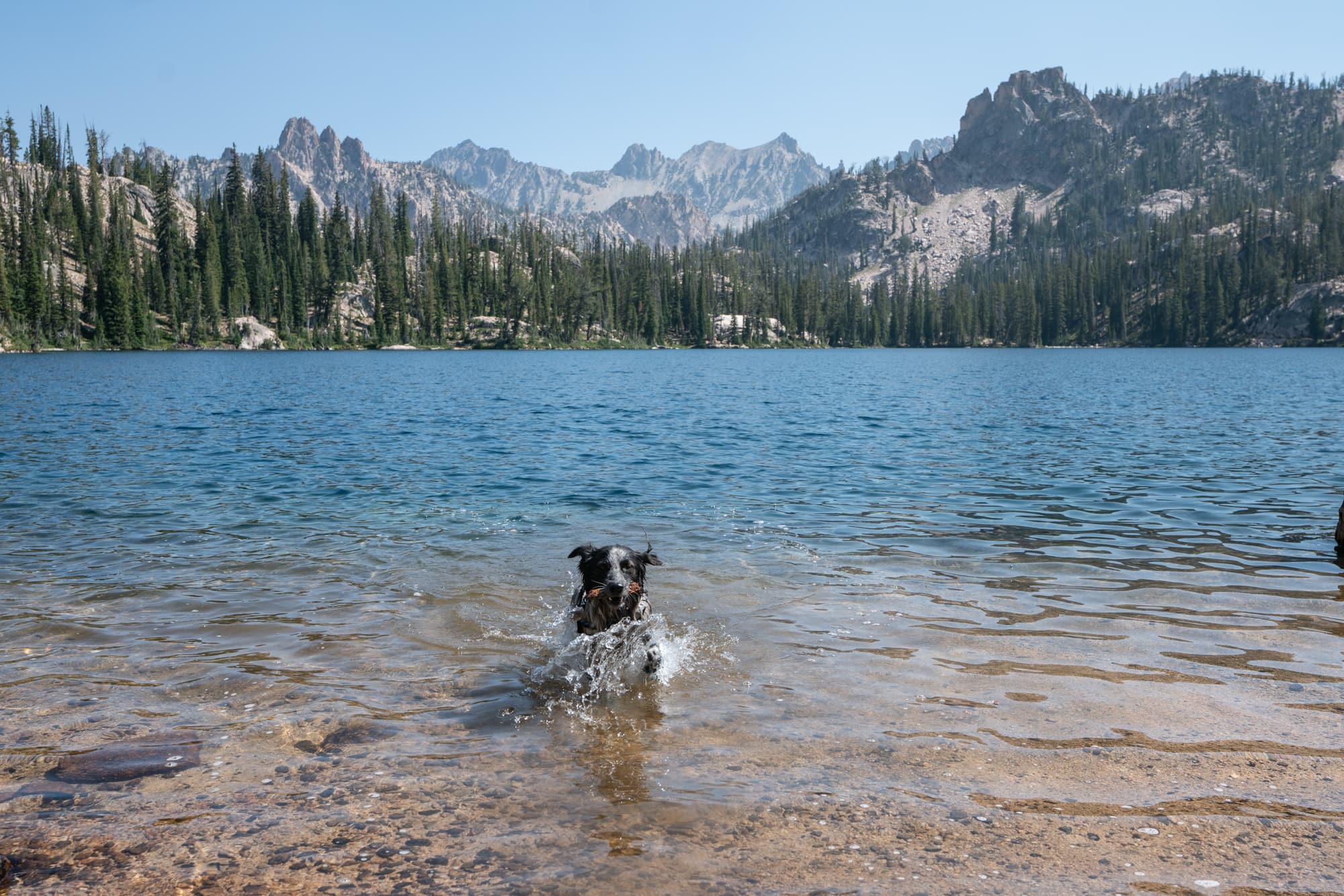 Dog swimming in Baron Lake in the Sawtooth Mountain Wilderness in Idaho