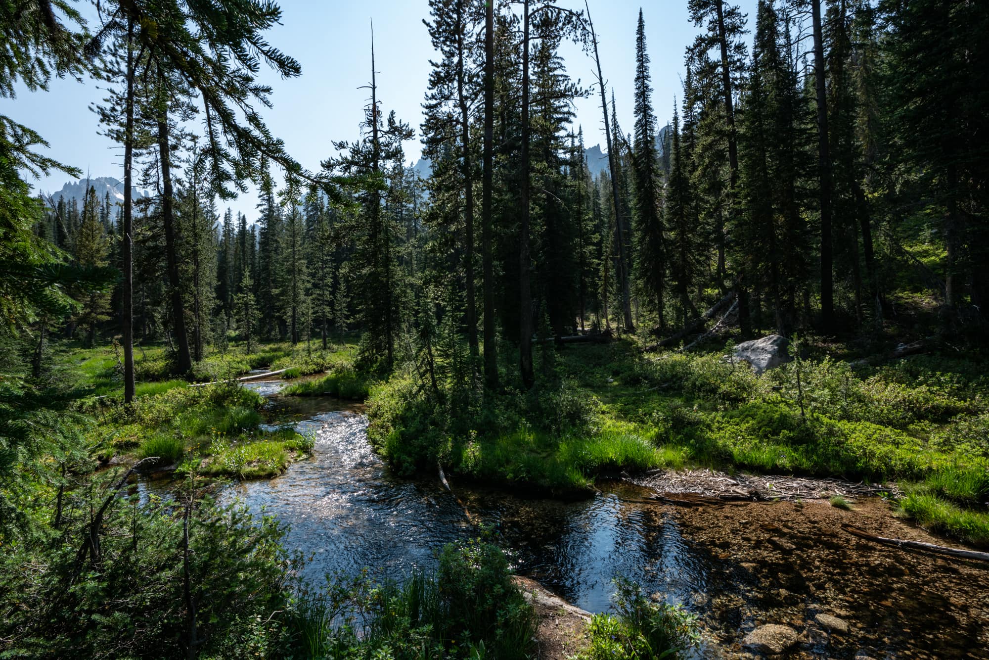 Creek running through the woods of the Sawtooth Mountain Wilderness in Idaho surrounded by lush grass and trees