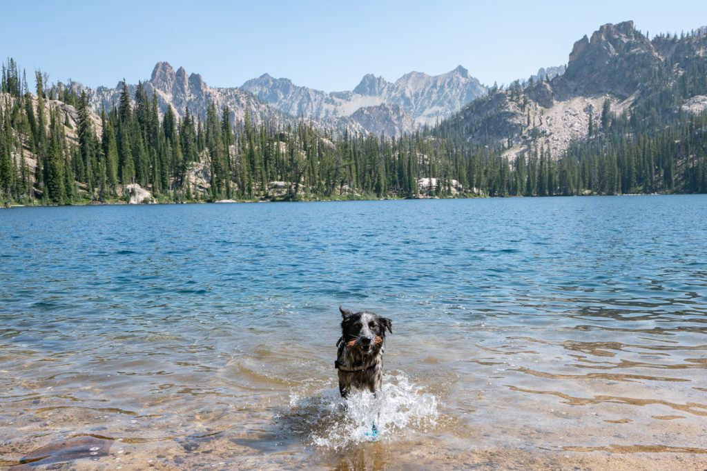 Learn the best safety tips for hiking with a dog so that you can make the most of your day on the trail with your furry friend.