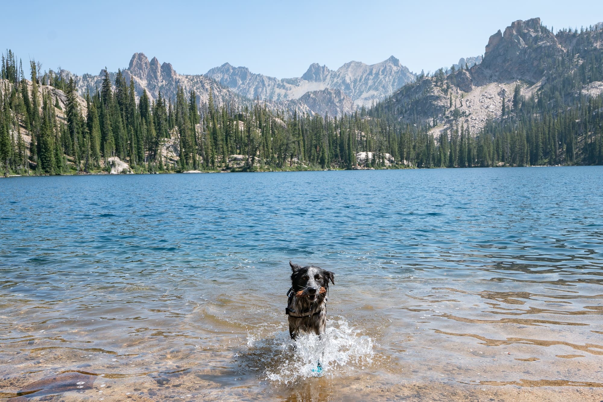 An expert guide on how to keep dogs cool in the summer heat; including do's & don'ts, products for staying cool, and warning signs to watch for.