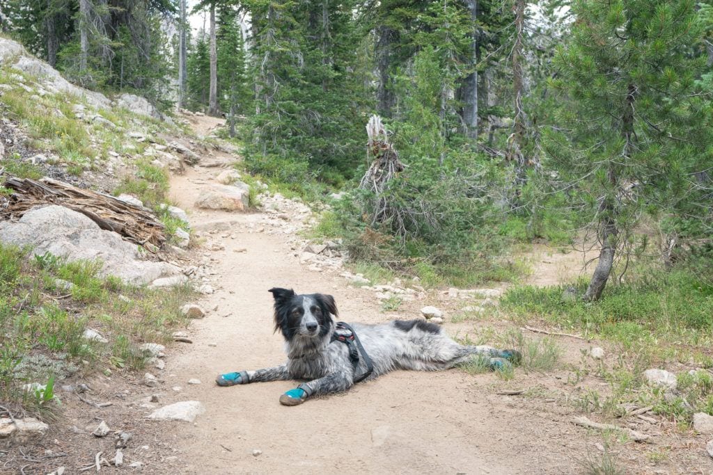 dog wearing booties laying on a hiking trail // booties prevent common dog hiking injuries while hiking