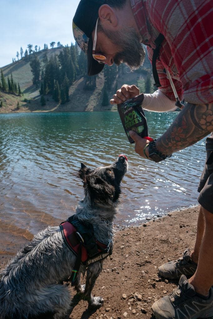 An expert guide on how to keep dogs cool in the summer heat; including do's & don'ts, products for staying cool, and warning signs to watch for.