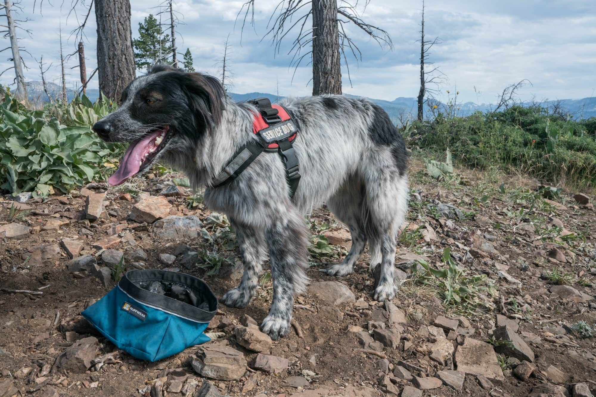 An expert guide on how to keep dogs cool in the summer heat; including do's & don'ts, products for staying cool, and warning signs to watch for.