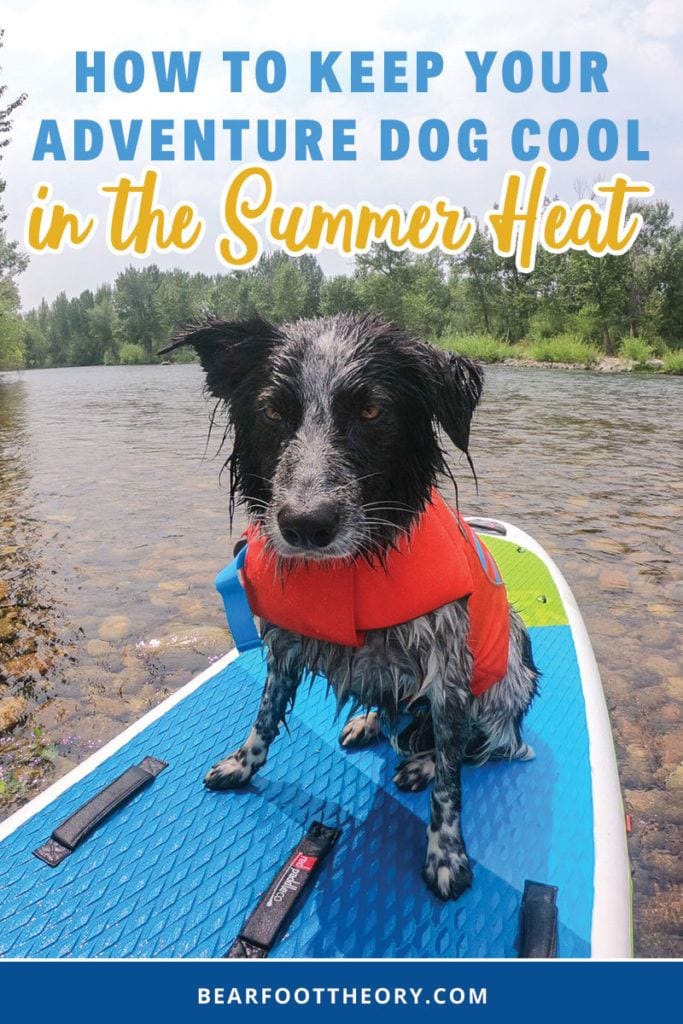 How to Keep Your Dog Cool Hiking in Hot Weather Bearfoot Theory