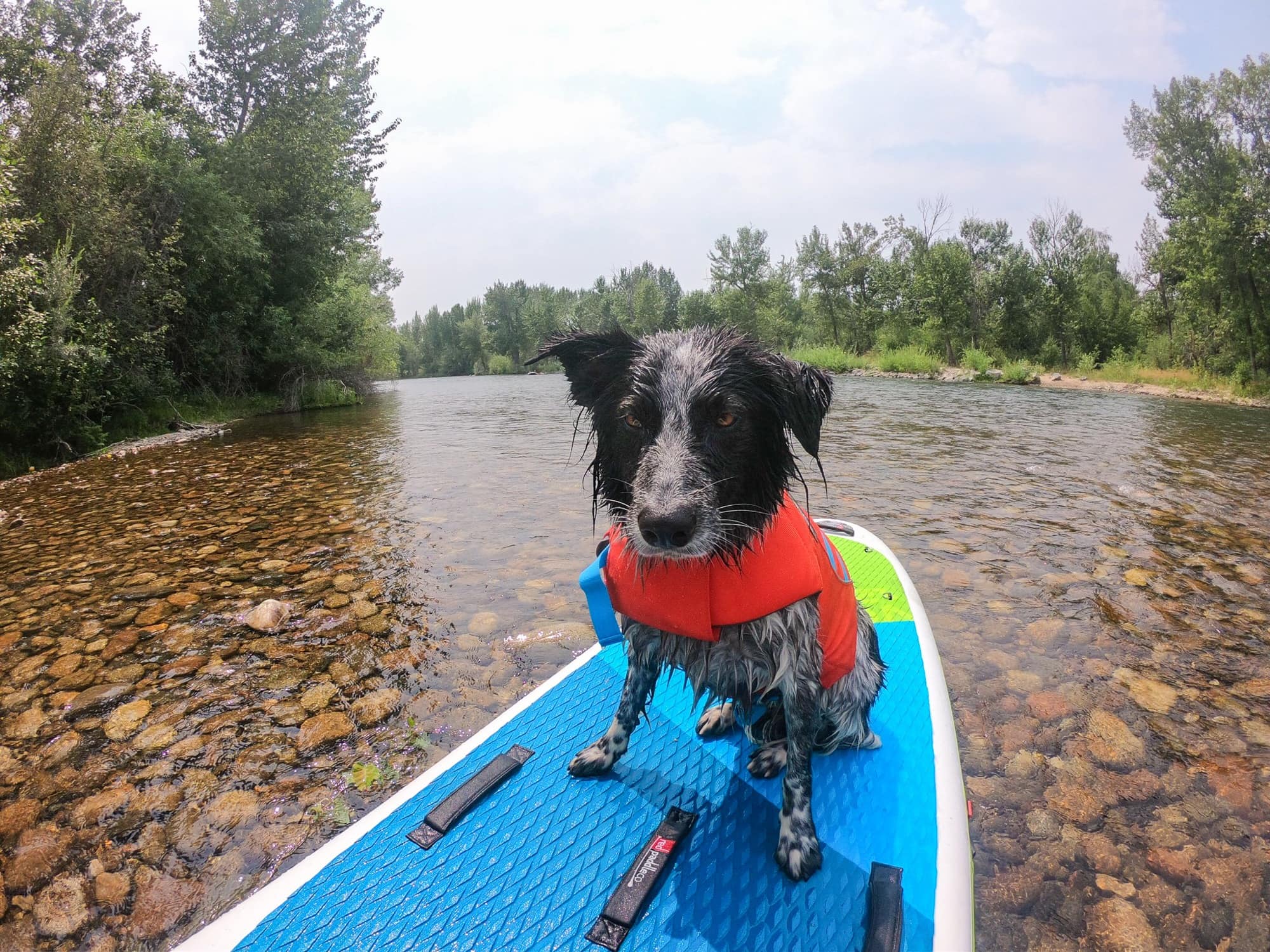 how to cool down an old dog