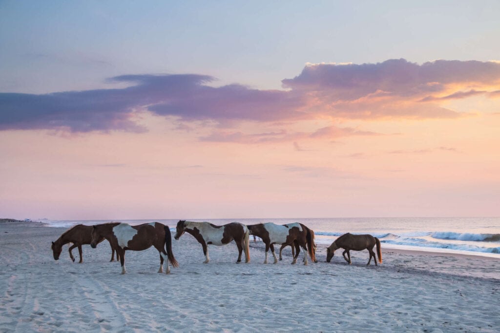 Assateague Island // Explore the best of the East Coast with these 5 adventurous road trips from Maine to North Carolina to the Florida coast and more.