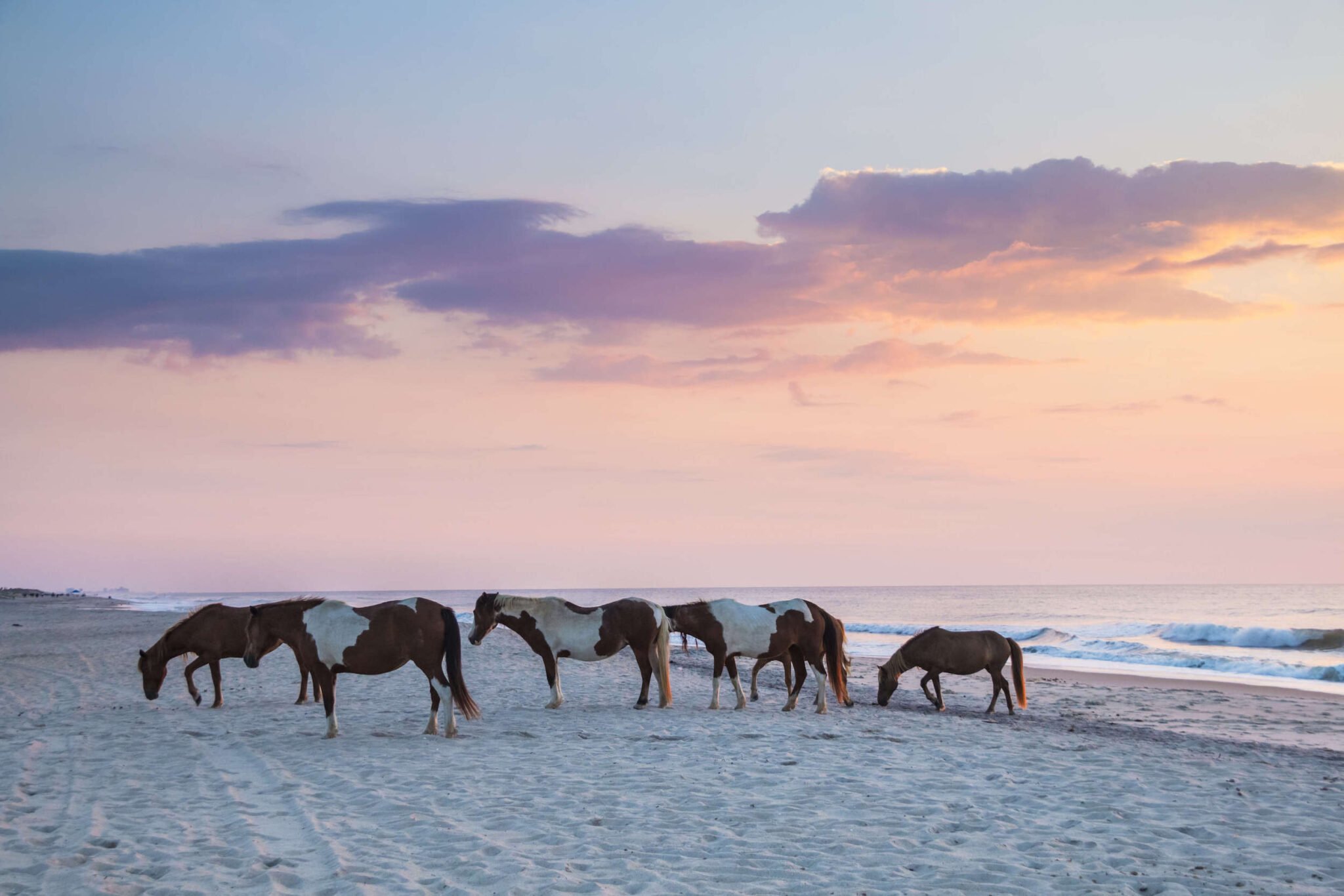 assateague national seashore camping