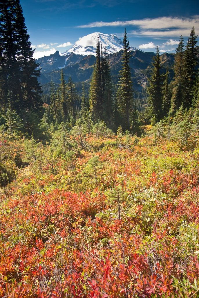 Mount Rainier National Park // Plan your Washington road trip with this guide to the best stops for outdoor adventure including National Parks, towns, hikes, and more.