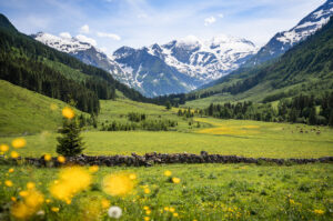A field of yellow flowers with snow capped mountains in the distance