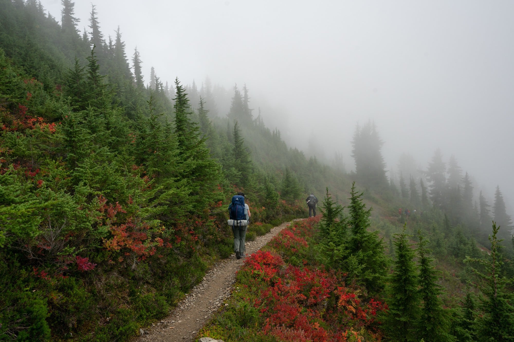 Backpacker on foggy trail with bright fall colors on the Olympic Peninsula in Washington