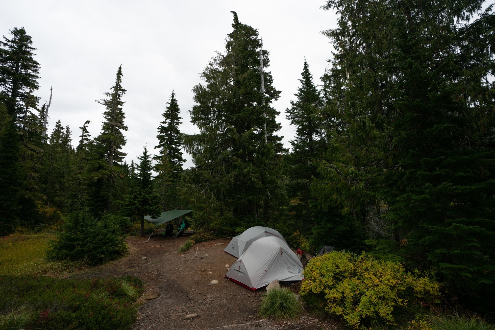 Tents set up at camp on the Olympic Peninsula in Washington