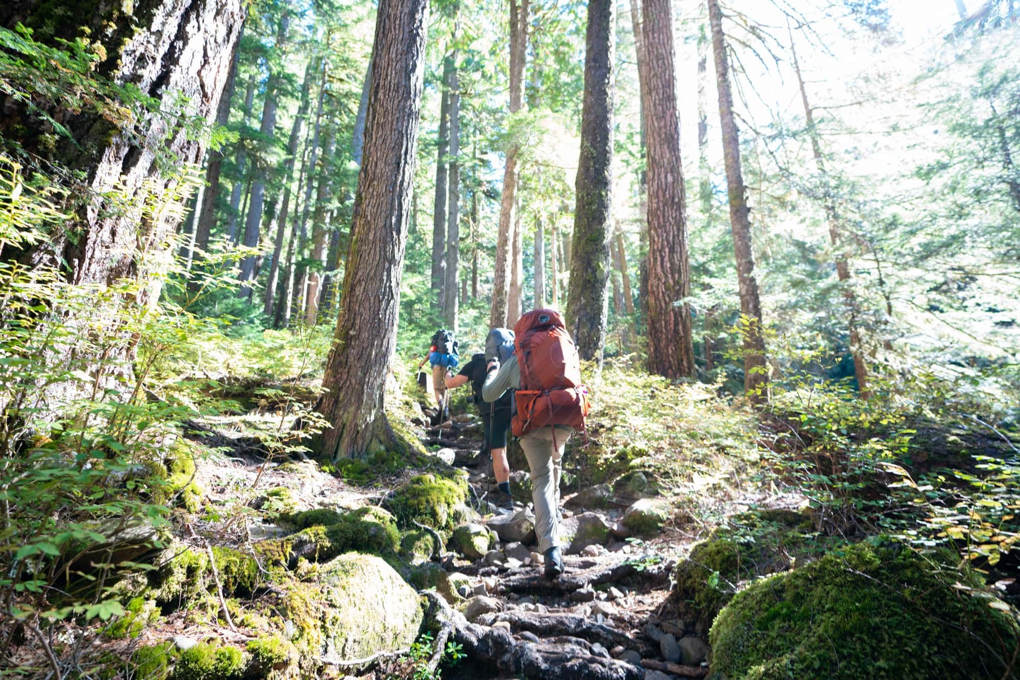 Backpackers on a trail in the Olympic National Forest