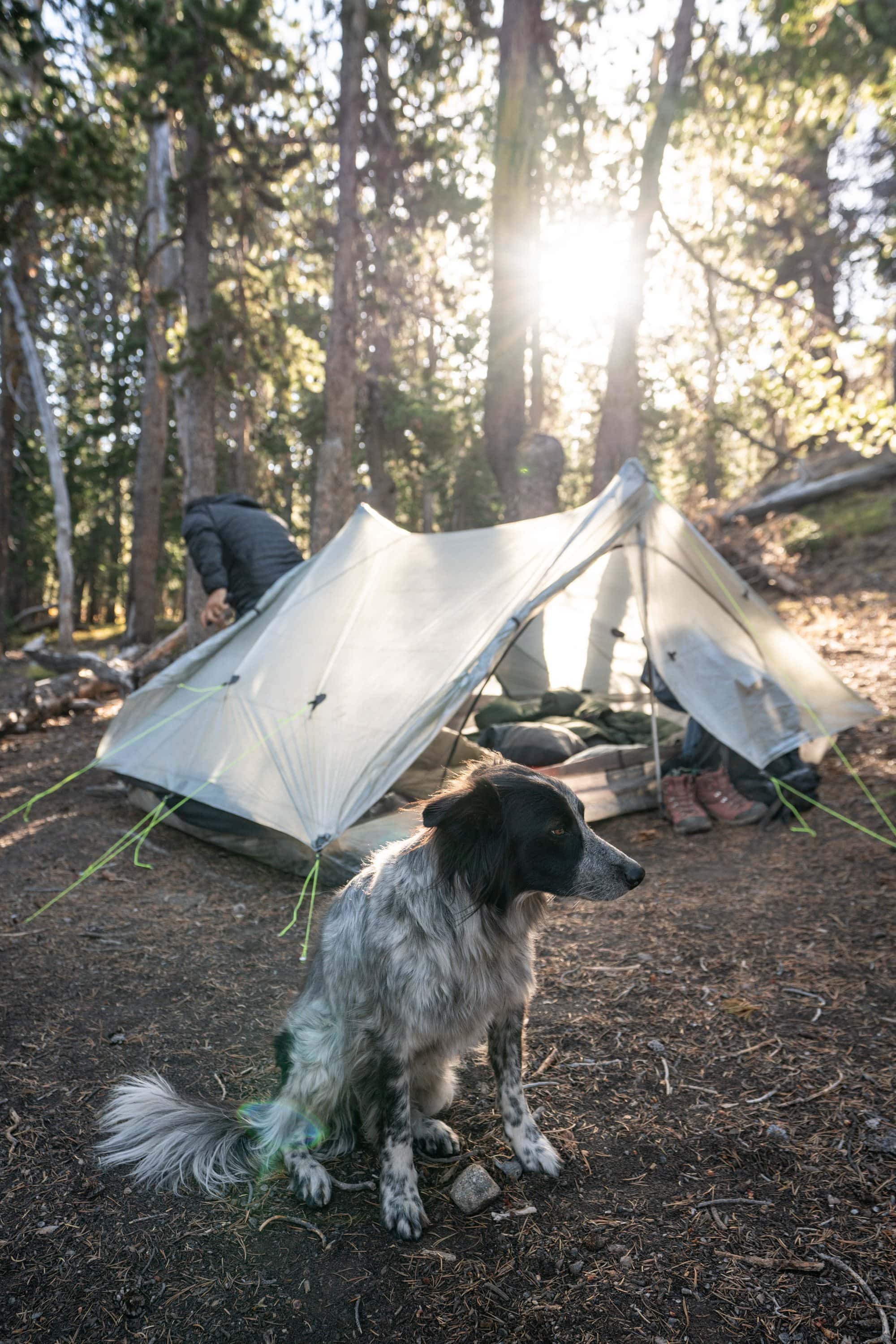 Dog sitting in front of set-up tent at campsite in the woods