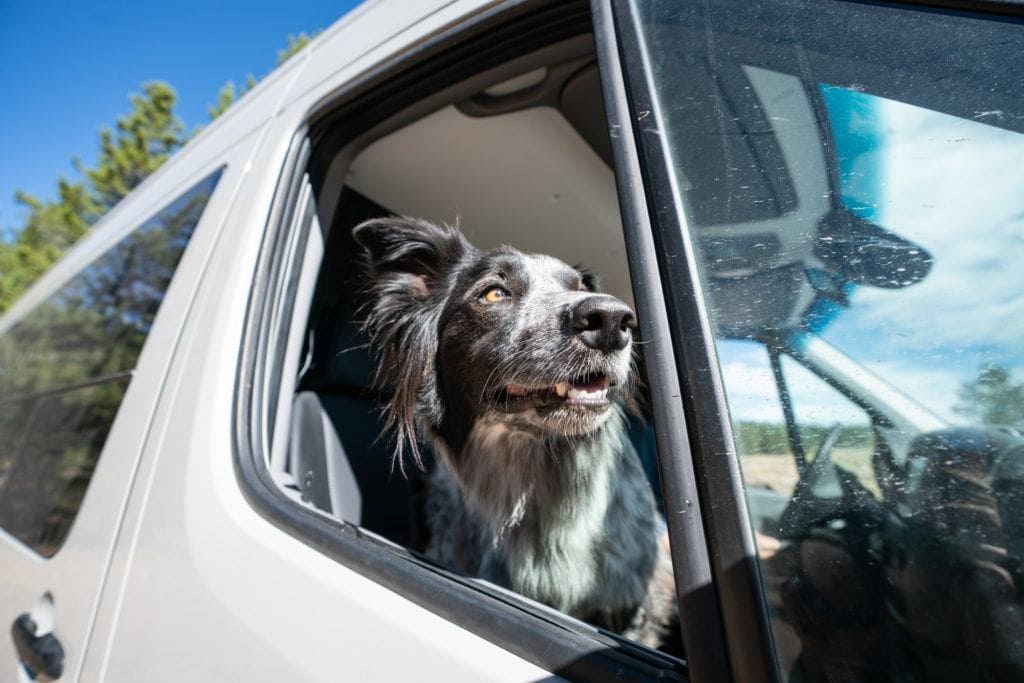 Safe Van Travel for Dogs, Dogs in Vans