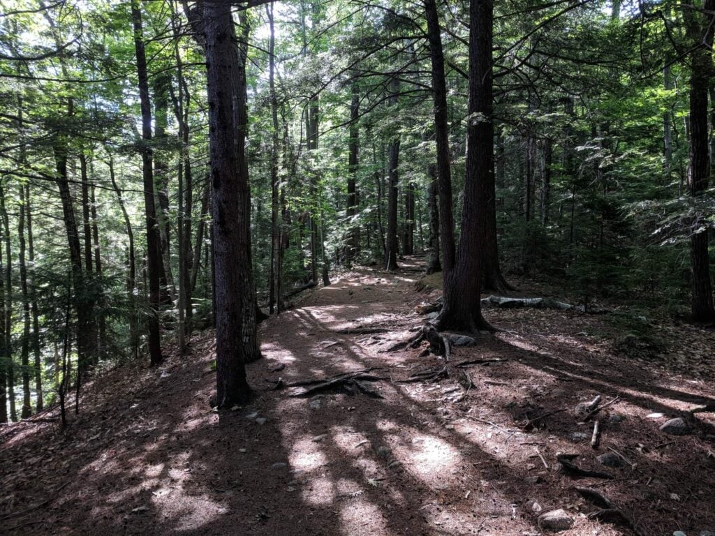 Wide pine needle-strewn path through the woods