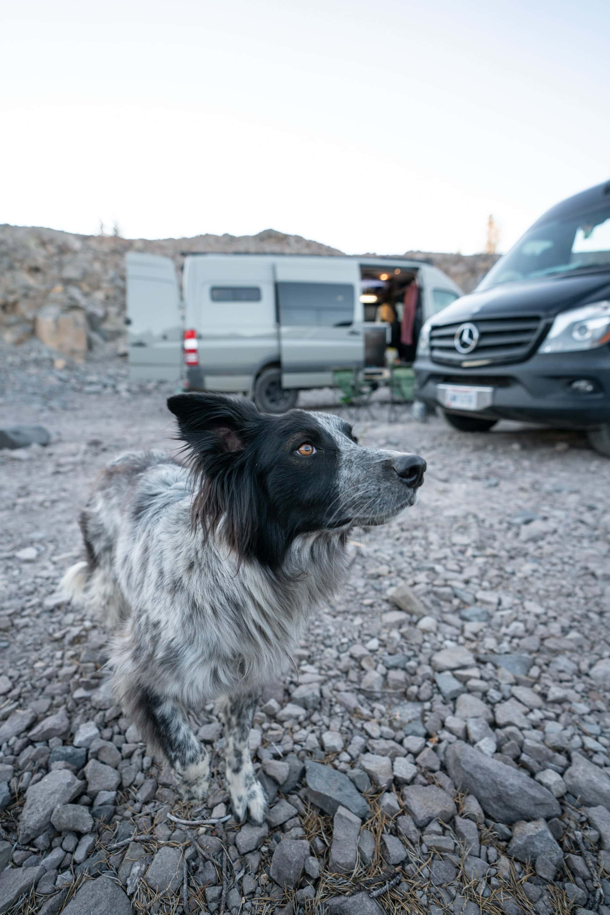 Van Life with a Dog: Tips for Living & Traveling with Pets