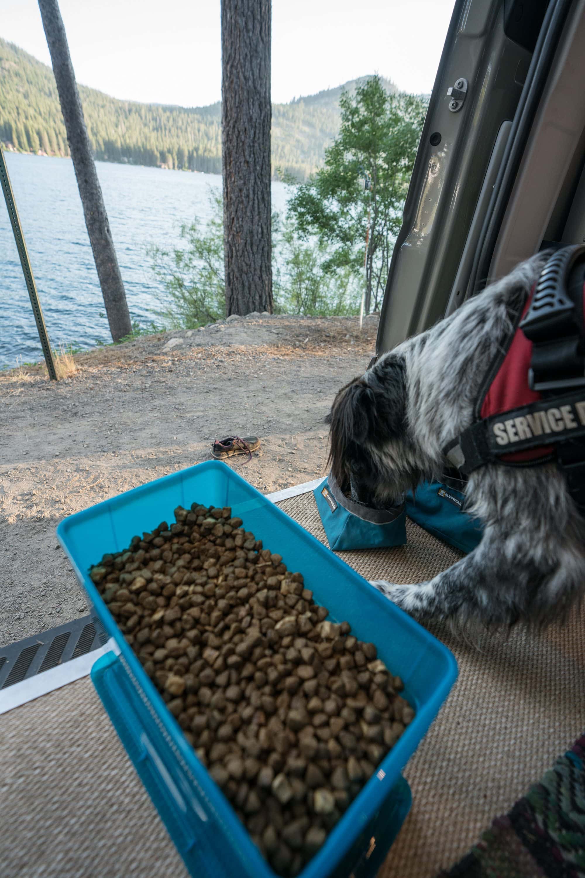 Wondering what van life with a dog is like? Here are tips for living in a van with pets and finding dog-friendly activities while traveling.