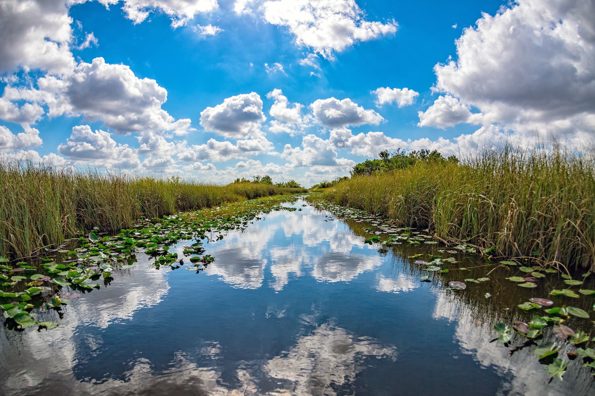 Narrow canal lined with tall grasses and lily pads in Everglades National Park