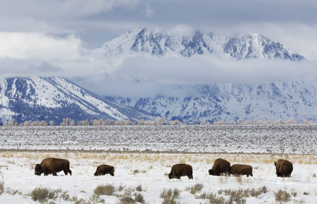 The Best National Parks to Visit in the Winter – Bearfoot Theory Best national parks in winter
