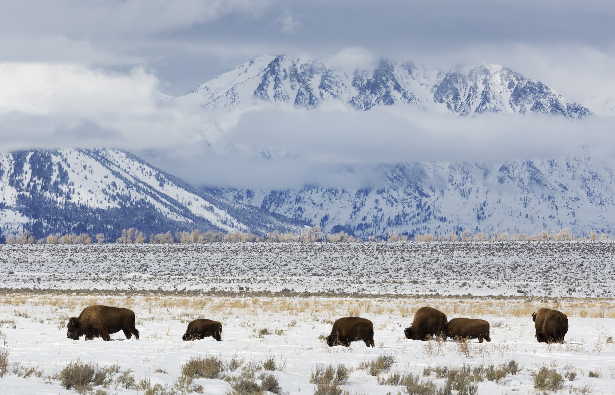 Buffalo walking through snowy field at base of tall snow-covered Teton Mountains in Wyoming