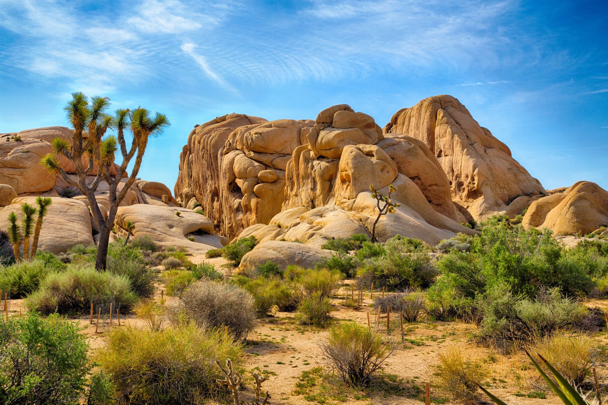 Joshua Tree National Park // Check out the best National Parks to visit in winter so you can get outside year-round and avoid the high-season crowds.