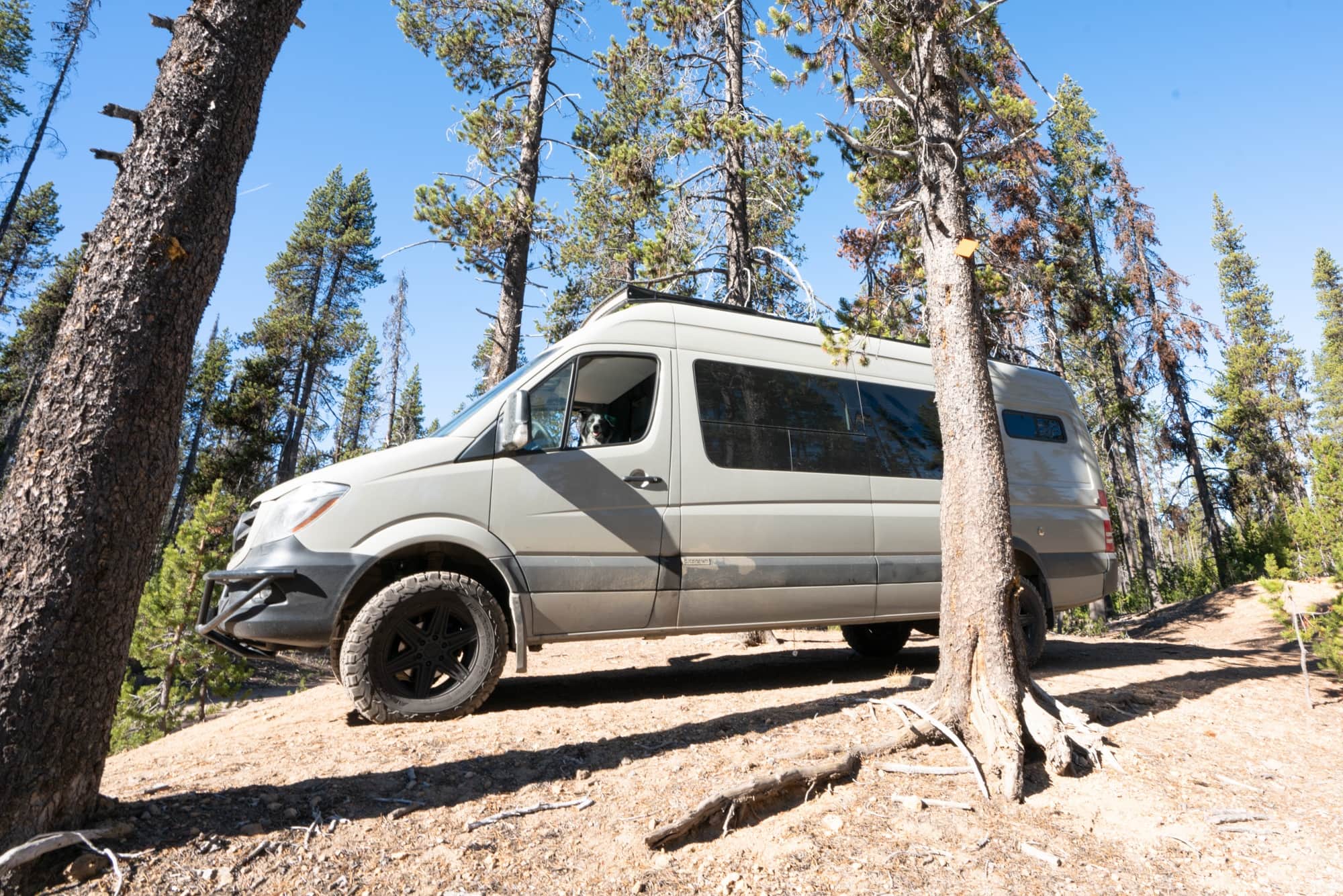 Sprinter van parked among tall pine trees with blue sky overhead