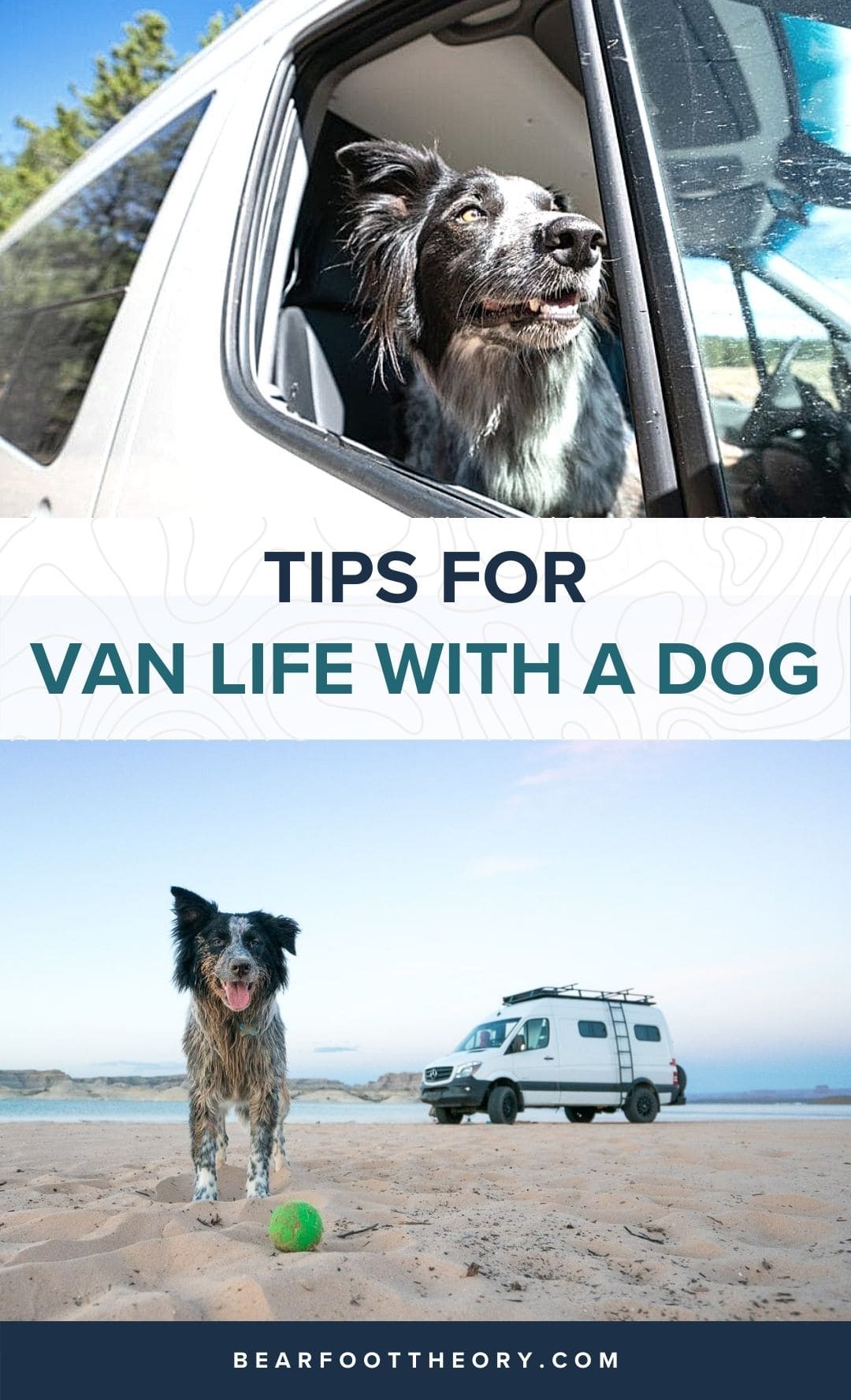 It is Possible to Van Life With a Dog? Tips, Essentials, and Your