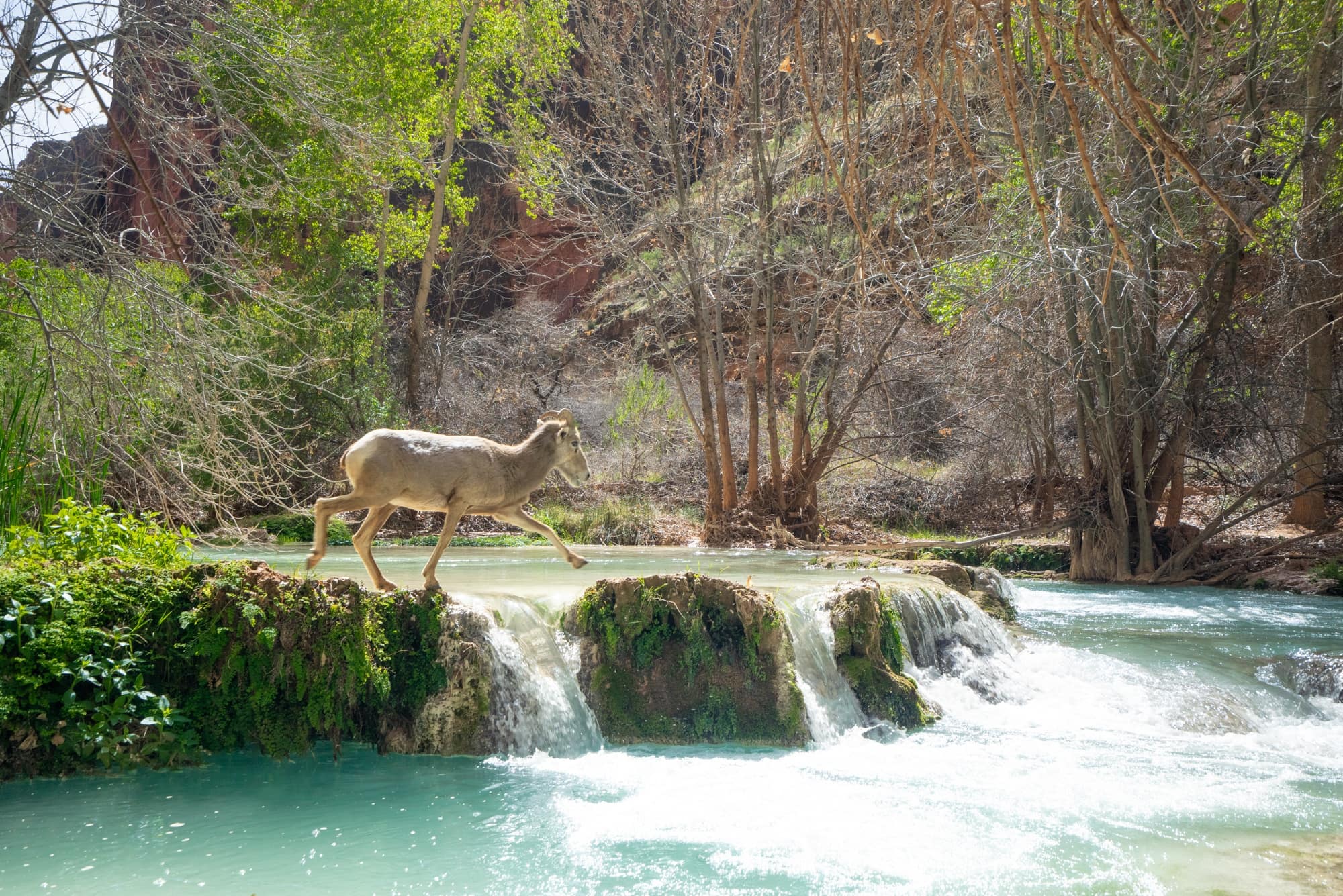 Big horn sheep crossing Havasu Creek