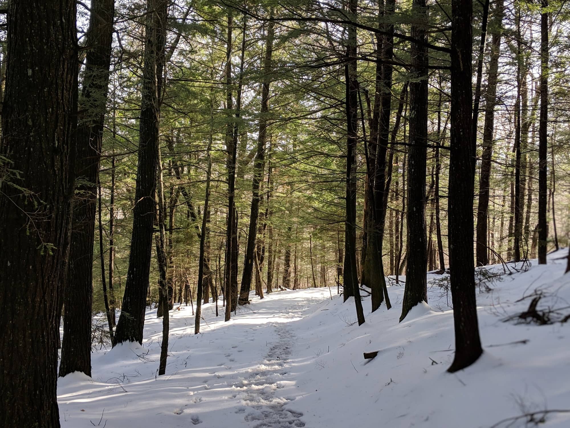 Snow-covered trail through the woods with footprints