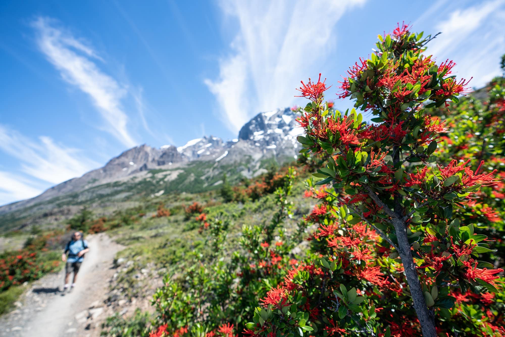 When is the best time to hike the W Trek in Patagonia? Visit my blog post to find out!