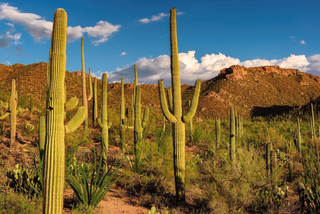 Giant Saguaro cacti in desert landscape in Tucson, Arizona