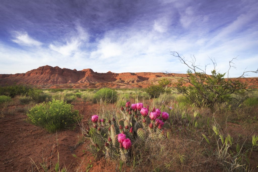 Spring prickly pear blooming in Utah desert