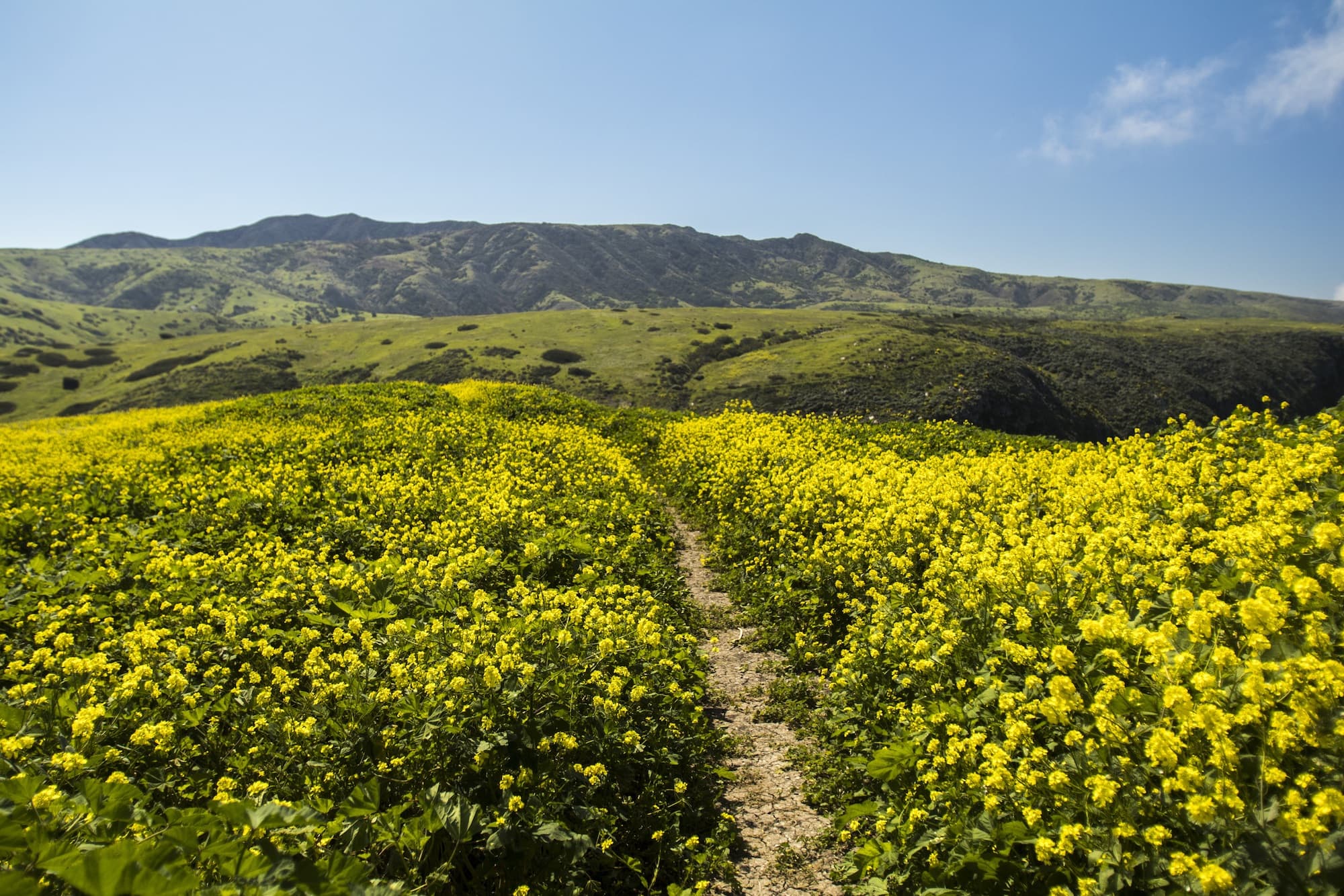 Channel Islands National Park in spring // Plan your visit to Channel Islands National Park with this guide including things to do, when to go, what to pack, info on camping, and more.