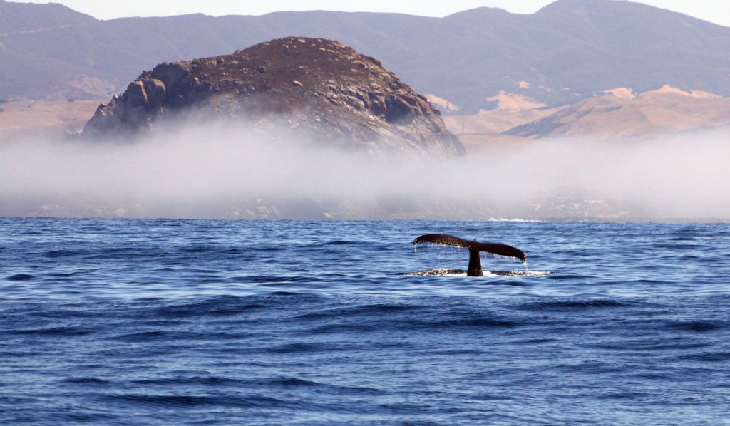 Morro Bay whale watching // Learn about the best time to visit California's Central Coast, plus the best activities to do in each season when you’re there.