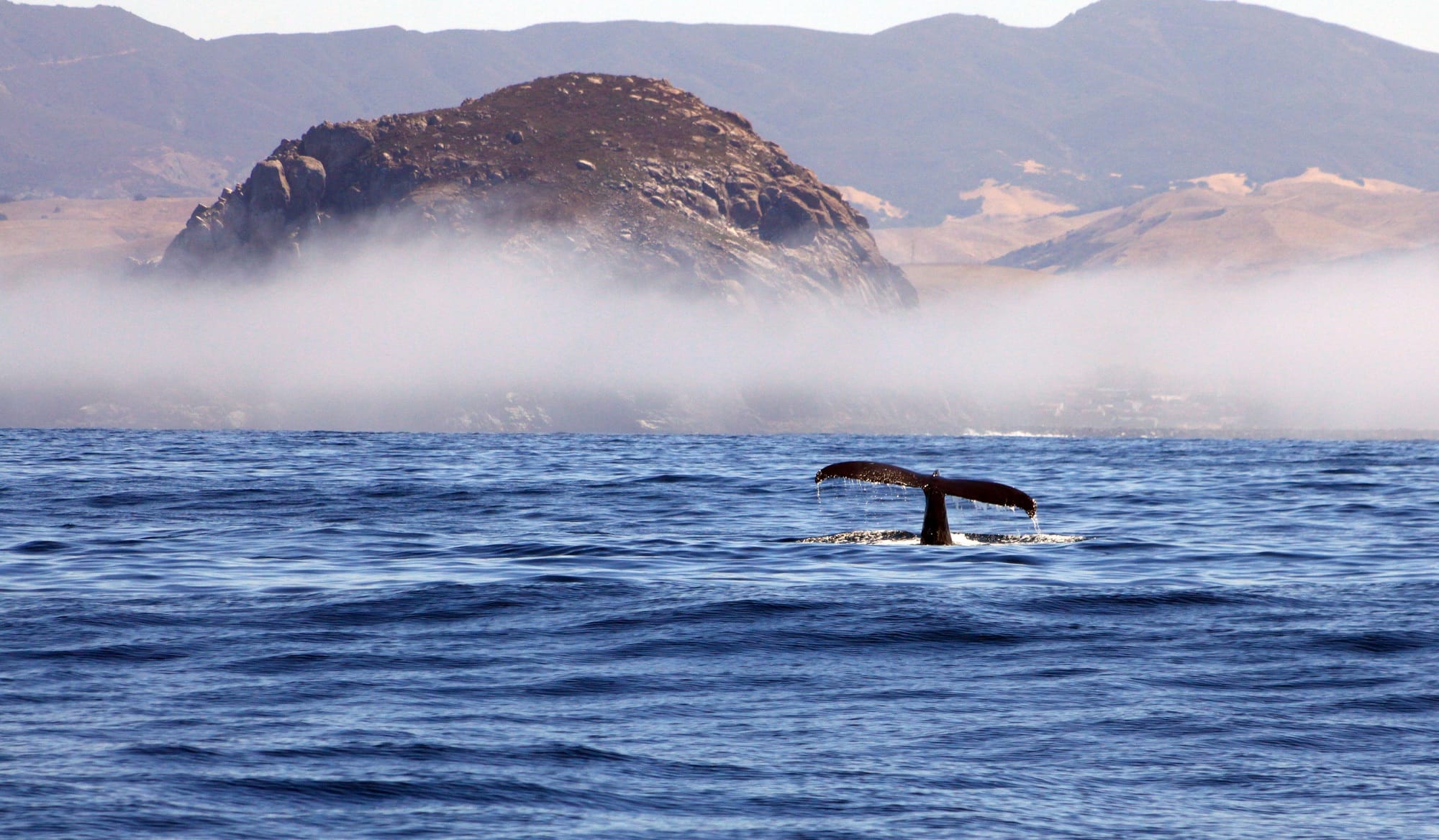 Whale tail off the tailspin of California