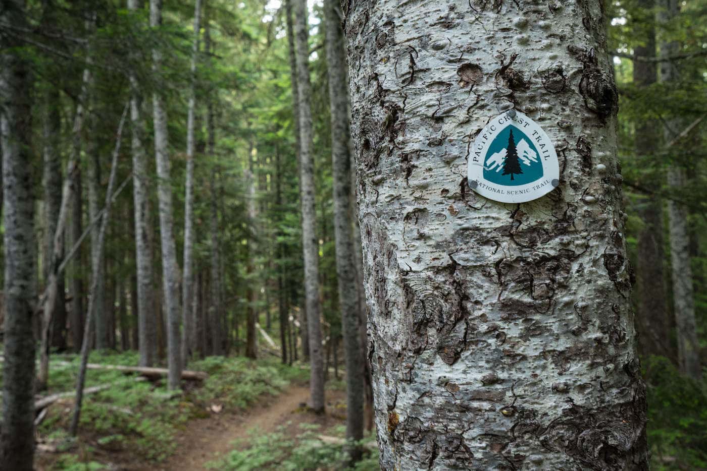 Learn the best tips for hiking the PCT from a solo female thru-hiker who successfully completed all 2,650 miles of the Pacific Crest Trail.