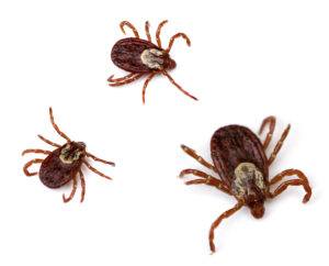 ticks // learn dog first aid tips for tick treatment