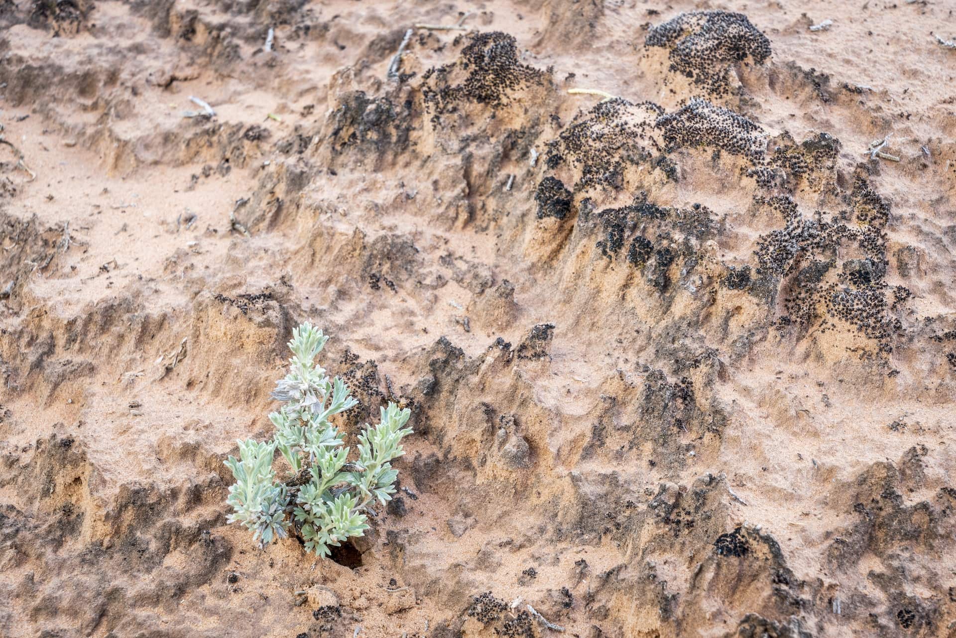 Leave No Trace in the desert - don't step on cryptobiotic soil. 