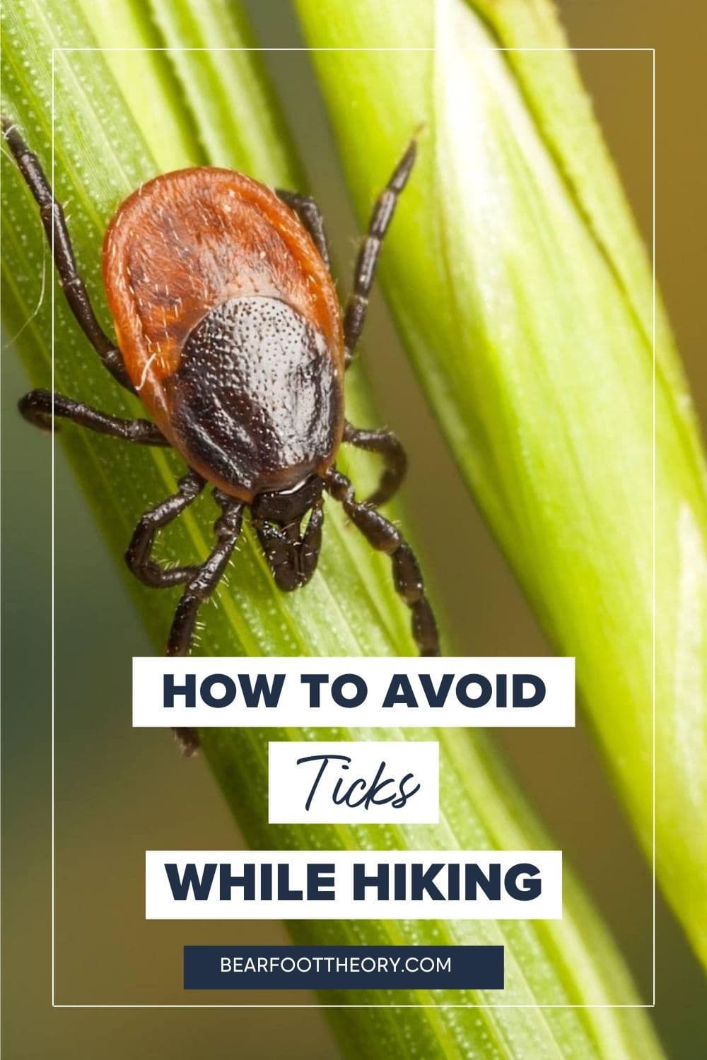 Avoid Ticks Hiking: Powerful Strategies to Stay Tick-Free