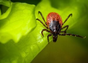 Macro photo of deer tick on a leaf