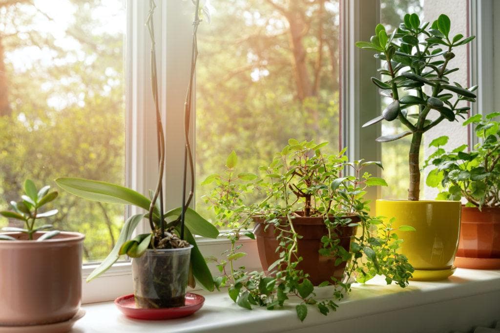 Potted plants sit on a window sill inside