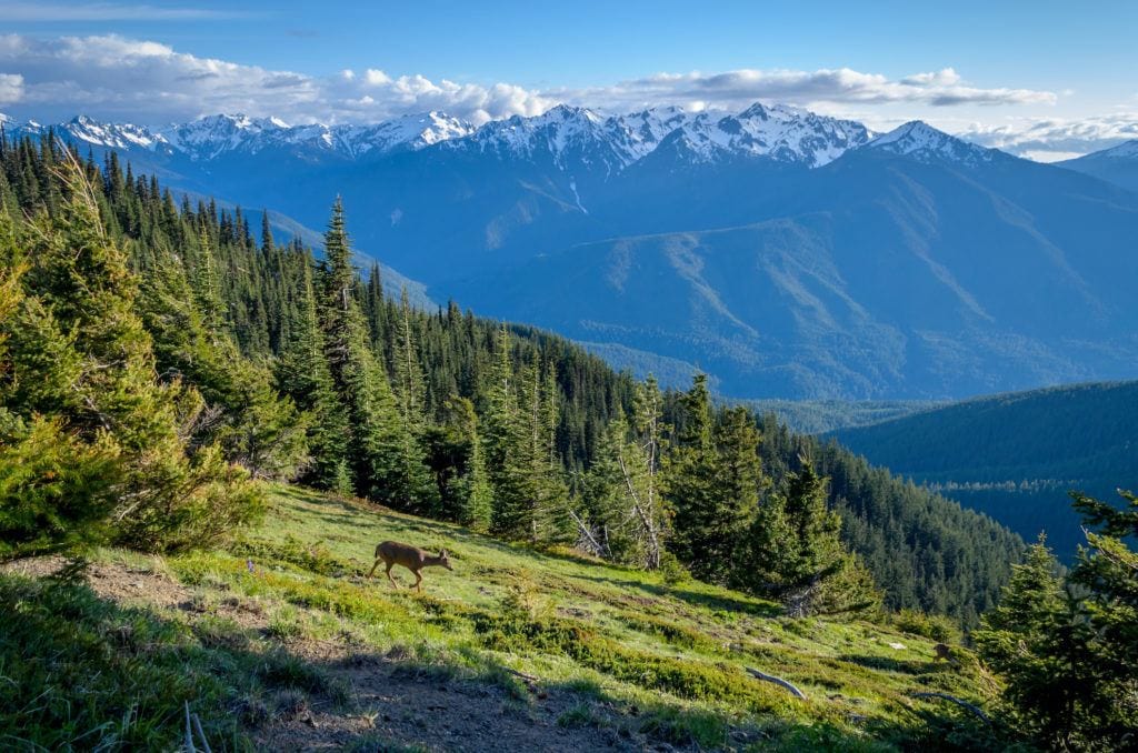 Hurricane Ridge in Olympic National Park