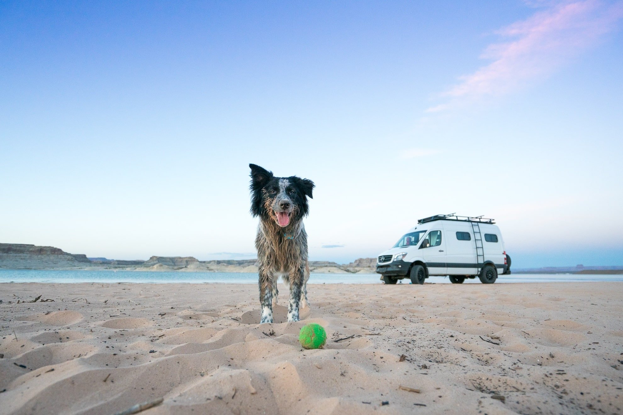 Van Life with a Dog: Tips for Living & Traveling with Pets