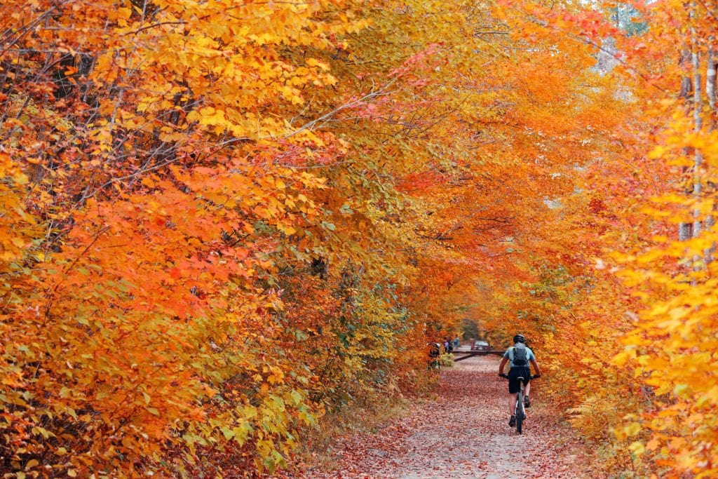 Fall Colors in the City - Darling Down South