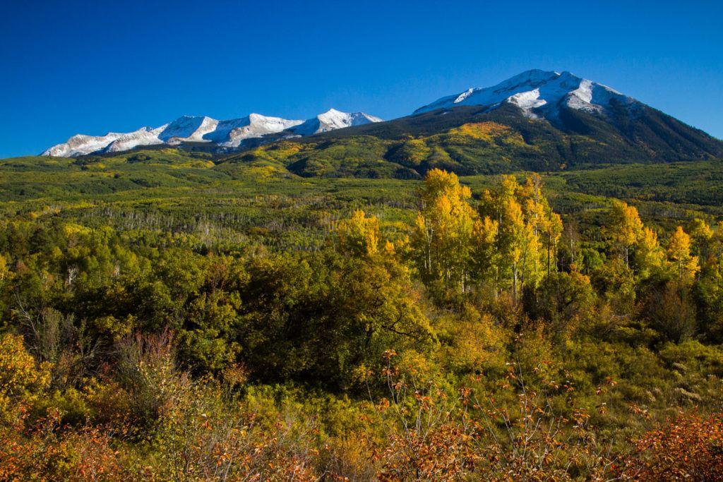 Aspen fall foliage on Kebler Pass in Colorado