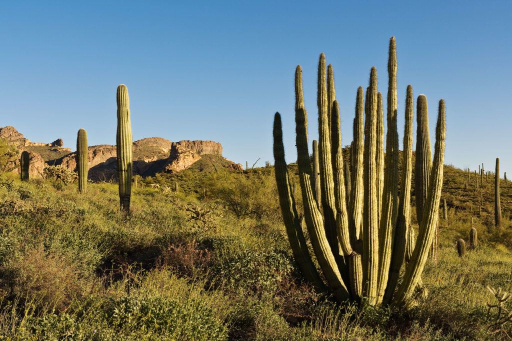 Organ pipe cactus in Organ Pipe Cactus National Monument in Arizona