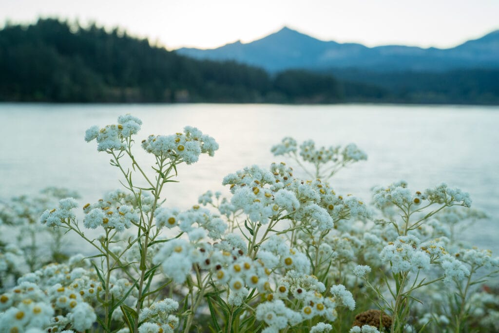 We are proud to be members of 1% for the Planet, a global movement that supports environmental solutions. Learn how you can give back too!