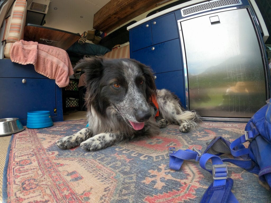 Life with 3 Dogs in her 4x4 Camper Van