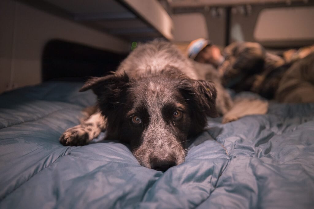 Wondering what van life with a dog is like? Here are tips for living in a van with pets and finding dog-friendly activities while traveling.